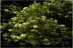 Syzygium hemisphericum